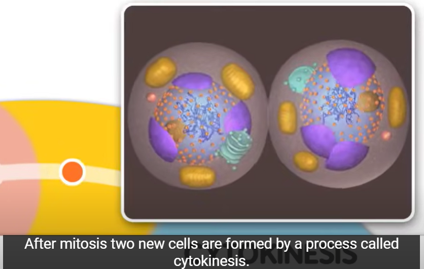 Inner Life of a Cell